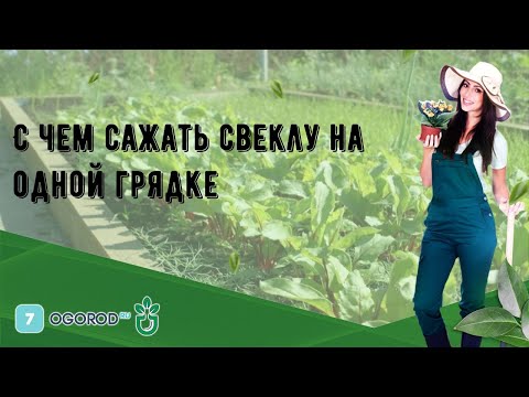 С чем сажать свеклу на одной грядке