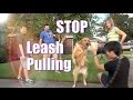 How To Train your Dog NOT to PULL on the Leash! STOP CHASING or LUNGING at CARS on a Walk! How To Train your Dog NOT to PULL on the Leash! STOP CHASING or LUNGING at CARS on a Walk!