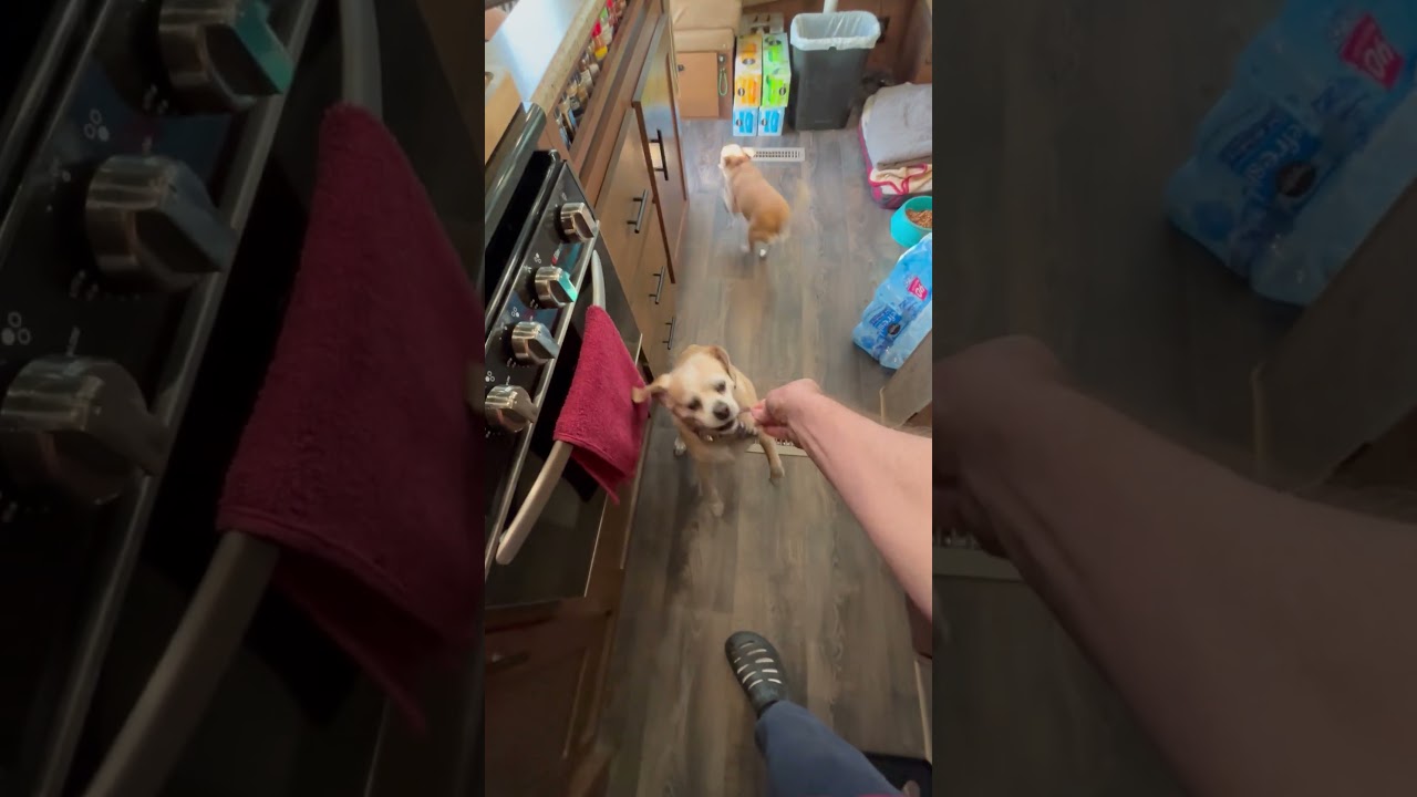 Утреннее вяленое мясо утки на следующий день после Рождества