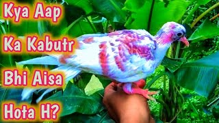 Kabutar Palan | Pigeon Farming | How To Tame Baby Pigeon.