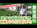 農家直伝のスナップエンドウ栽培！家庭菜園や農園で厳寒期に負けない定植からネット張りまでスナップエンドウの育て方を徹底解説！