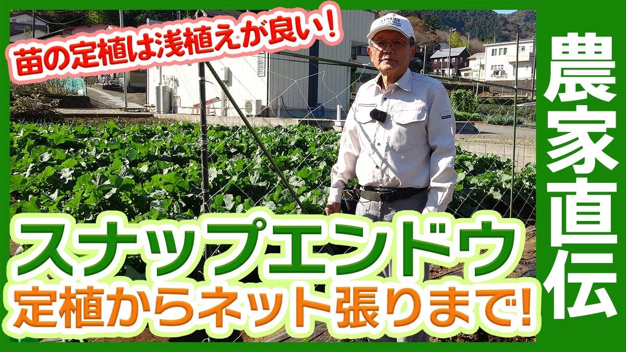 農家直伝のスナップエンドウ栽培！家庭菜園や農園で厳寒期に負けない定植からネット張りまでスナップエンドウの育て方を徹底解説！