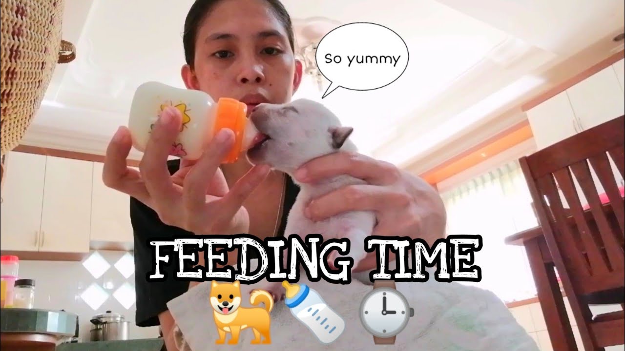 Feeding New Born Puppies Ferlai DelosReyes YouTube feeding-new-born-puppies-ferlai-delosreyes-youtube