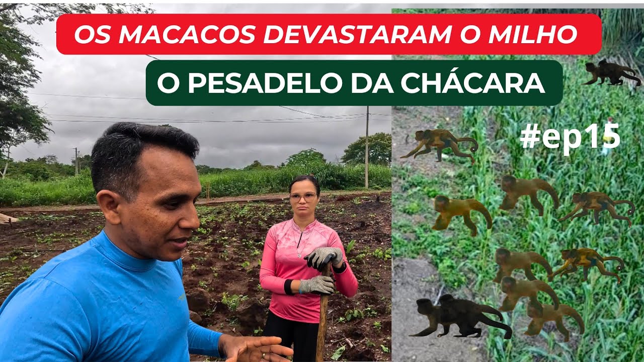 OS MACACOS ESTÃO VIRANDO UM PESADELO PARA AS  PLANTAÇÕES DA CHÁCARA, PRECISAMOS DE AJUDA. #ep15