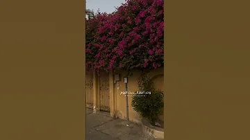 وحد الغزال ريت اليوم 