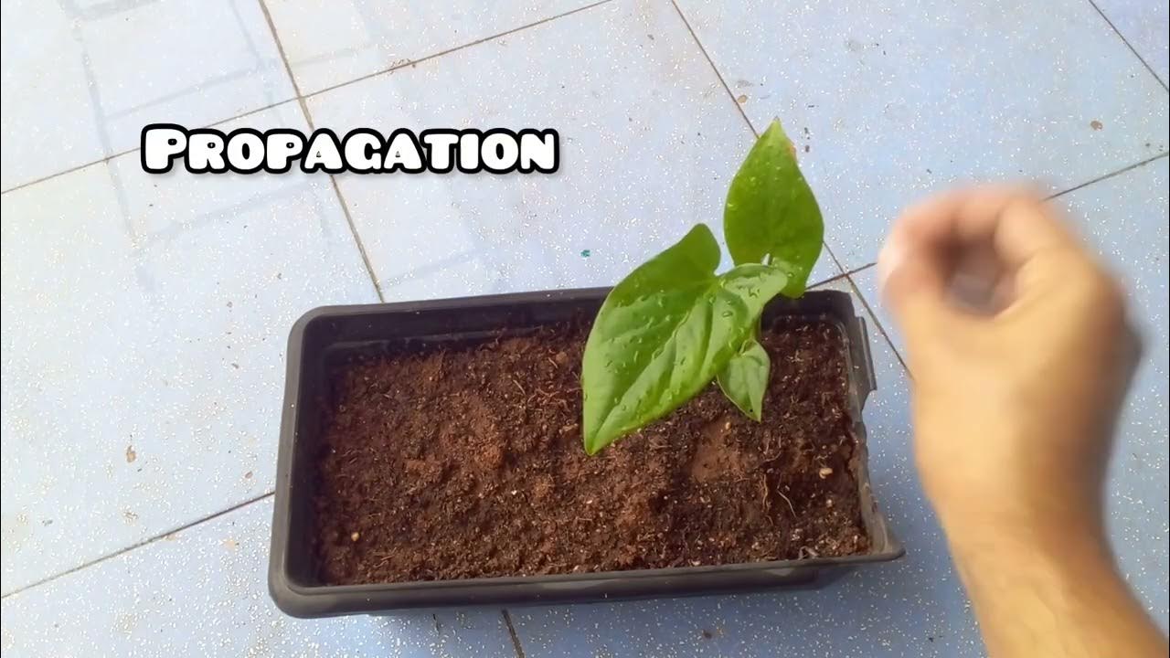  SYNGONIUM BUNNY EARS CARE TIPS YouTube