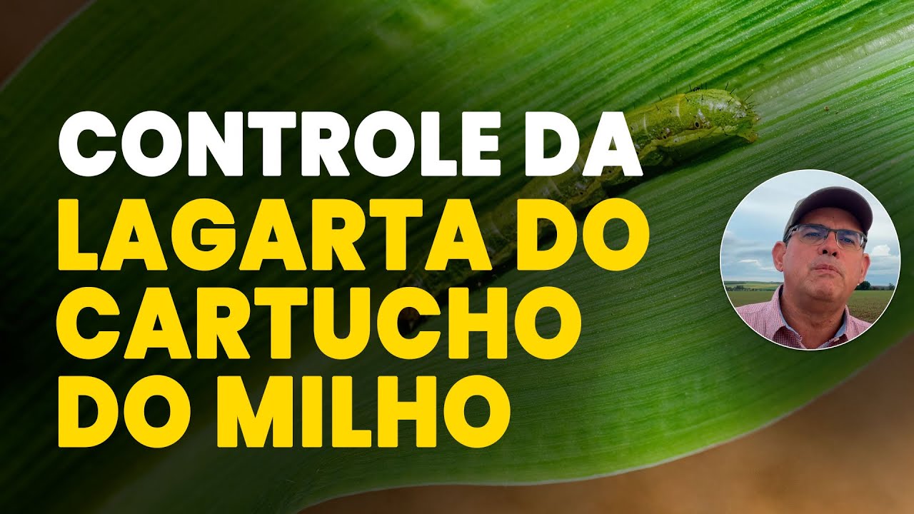 Como Acabar com a Lagarta-do-Cartucho no Milho e Salvar Sua Lavoura! 🌽🔥