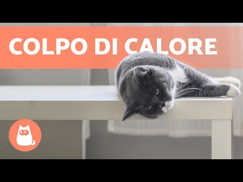 Video: Cause Del Colpo Di Calore Del Gatto - Sintomi Del Colpo Di Calore Nei Gatti