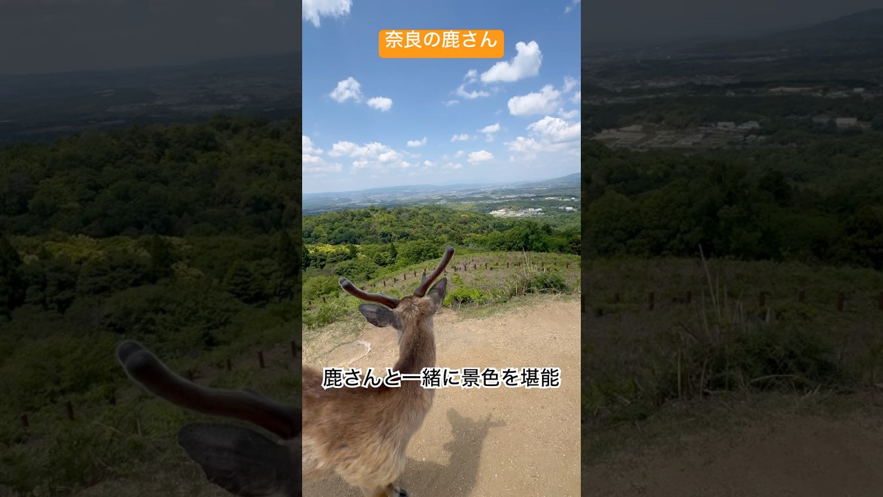鹿さんチューブ #お鹿つ #推鹿つ #若草山 #おせんべいどうぞ #奈良の鹿