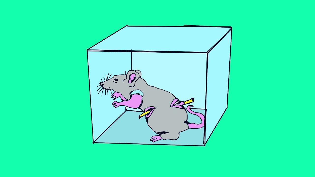 mouse in a microwave Metaphor YouTube