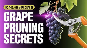 “The Right Way to Prune Grapes for Massive Harvests Every Year”
