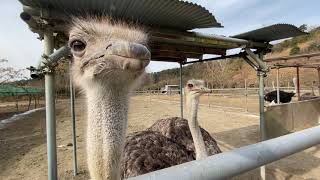 Ostrich Pecks At A Guys Phone And He Drops It