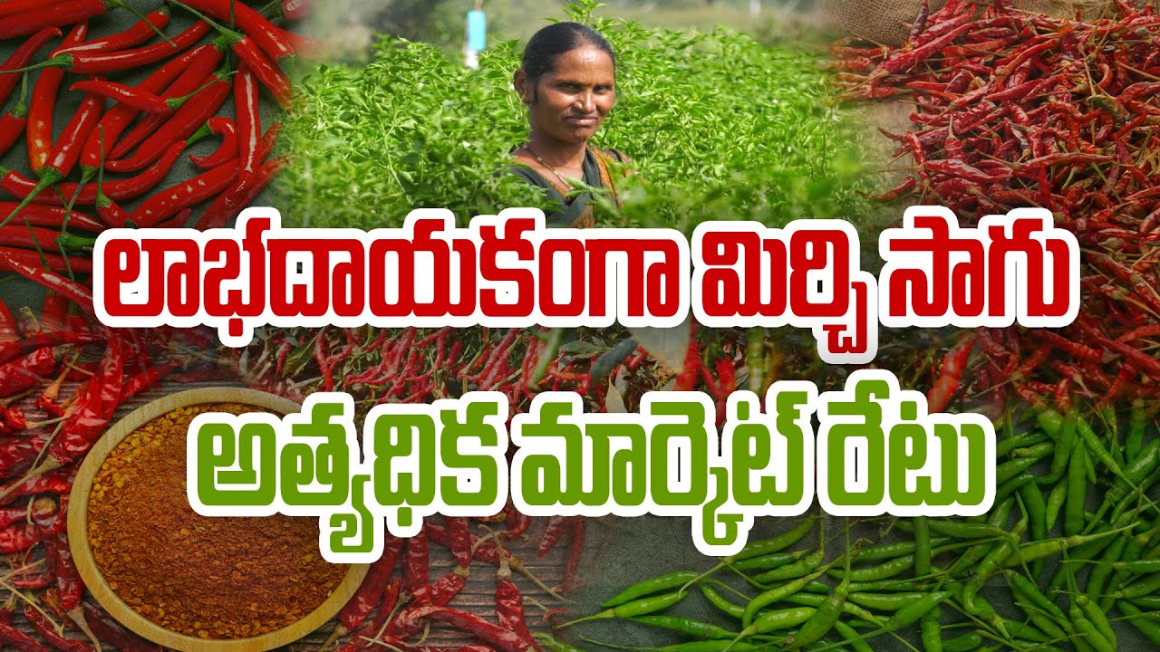 Выращивание перца чили – натуральные методы | Лаванья Редди