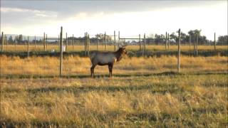 Bull Elk Bugling by MUDD CREEK
Here is a cool video of some Bull Elk Bugling at a ranch in Idaho. This is a great resource to use to help better mimic what a Bull Elk sounds like when you try to bugle on your next hunting trip. Bull Elk Bugling by MUDD CREEK