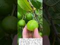 Is Jadi Buti ke Adbhut fayde Dekhkar aap hairan Rah Jaenge #short #2026 #shorts #viral