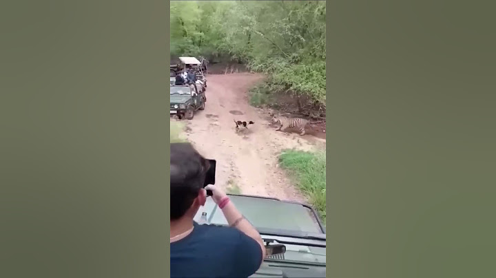 Tigre ataca a un perro😱 #short #ataque