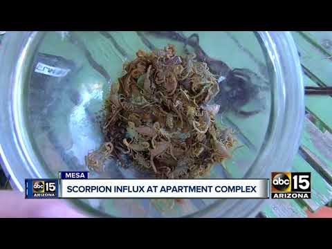 Woman Claims Scorpion Influx At Mesa Apartment Complex