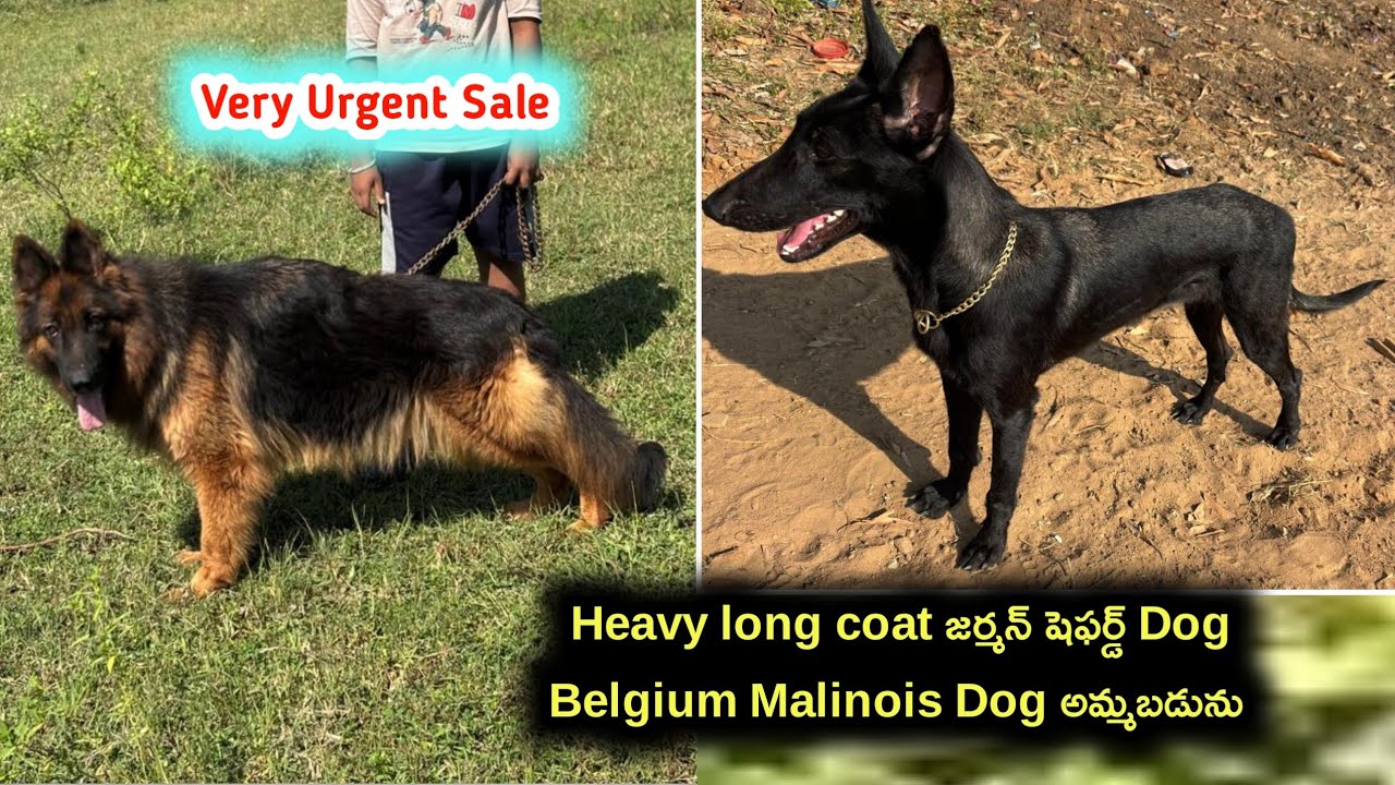 Sold Out | German shepherd, Belgium Malinois dogs for sale in telugu | Aj pets 