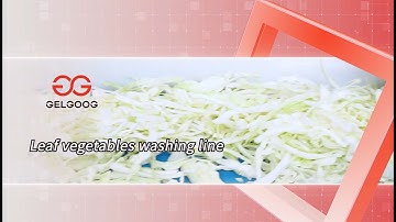 1 ton/h Automatic Salad Processing Line for Cabbage
