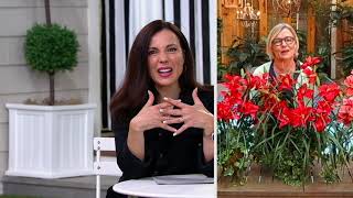Barbara King 4-Piece Award Winning Reblooming Daylily's on QVC