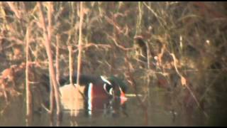 WOOD DUCK IS A DABBLING DUCK