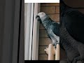 ✅ СПЕЛА КАК Монсеррат Кабалье 🤣 ЖАКО ПЕТРУНЯ 🐦FUNNY PARROT ZHAKO PETRUNYA 🔥 #shorts  #funny  #parrot