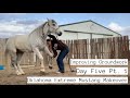 Improving Groundwork w/a Wild Mustang | Day Five Pt.1 OK EMM