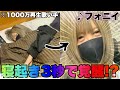1000万再生記録の伝説歌い手なら寝起きでもフォニイ完璧に歌える説WWWWWWWW