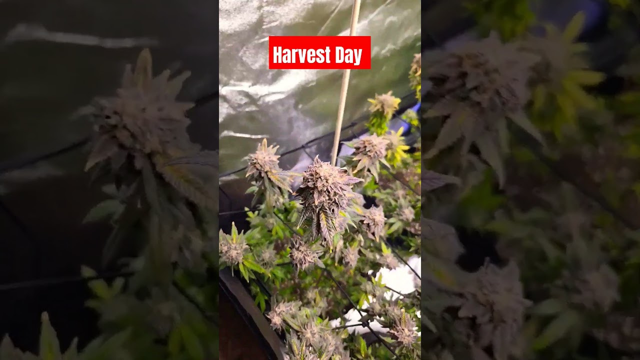 Harvest Day 60 days in flower