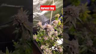 Harvest Day 60 Days In Flower