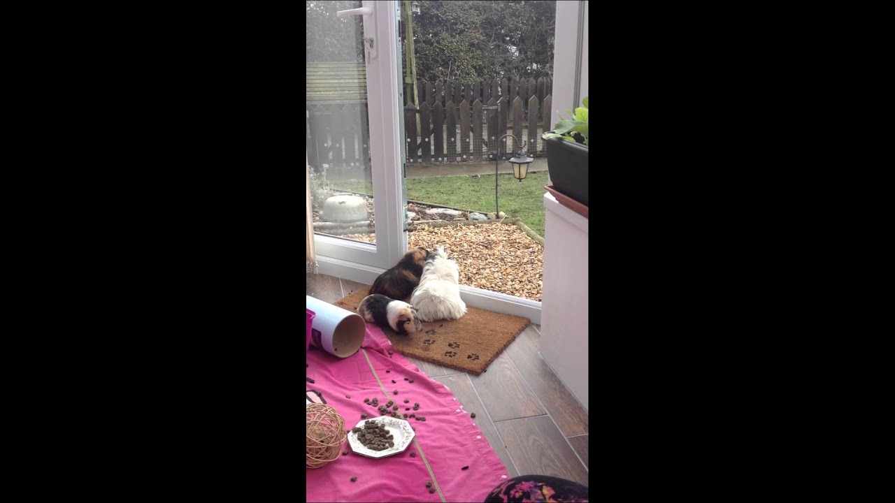 Guinea pig venture out into the wilderness...