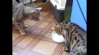 Два кота и миска молока)