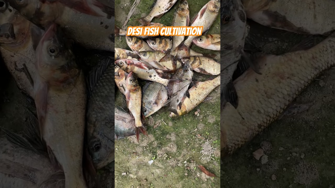 Small fish pond farming , Sab bakers hai ki system lagana hota hai , simple tarike sai kaam karo