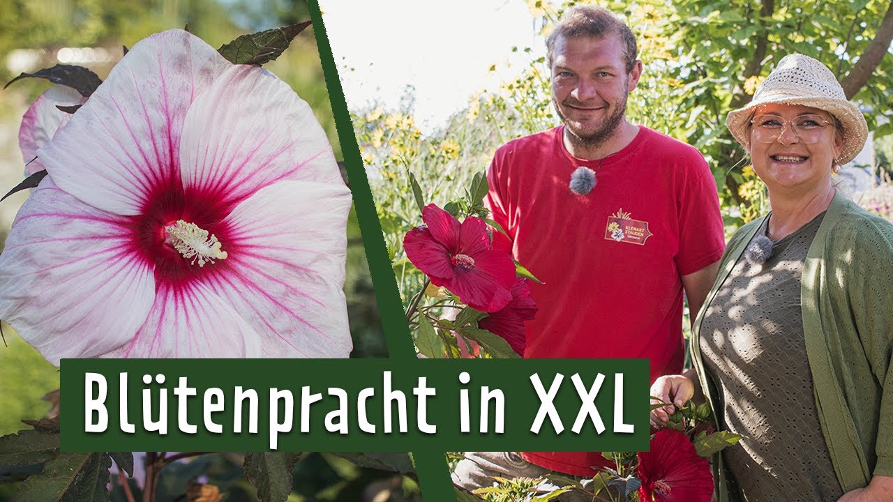 Staudenhibiskus: Pflegen, überwintern und kombinieren | MDR Garten