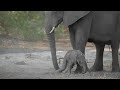 Baby Elephant Can't Stand Whilst Learning To Walk