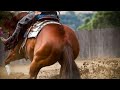 Cavalos -Rédeas:Sua Vontade Determina Os Seus Limites !