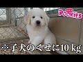 グレートピレニーズの子犬をお迎えしたら全てが規格外だった【新メンバー】