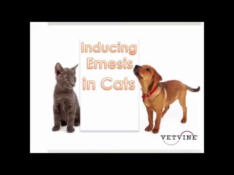 Induction Of Emesis In Veterinary Patients Preview