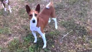 Jesse_Basenji Rescue & Transport