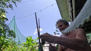 Transplanting ORANGE Giant thorn grafts onto a new suitable rootstock to "bud out" quicker!