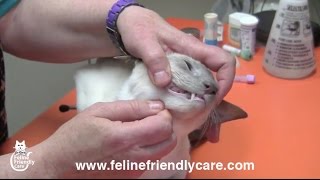 Cat Vet Tutorial: Part 1; Conducting A Physical Examination