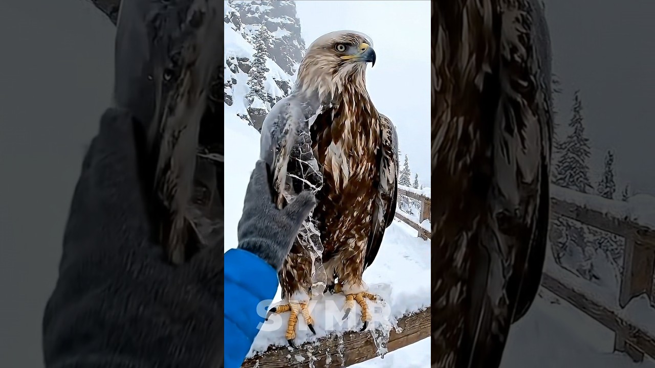 🦅 He Saved the Eagle in Seconds… Then It Flew 😱