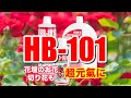 天然植物活力液HB-101の上手な使い方 お花編