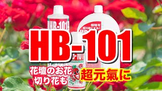 天然植物活力液HB-101の上手な使い方 お花編