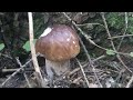 Белые грибы в Еловом бору и немного других грибов | В поисках грибов.