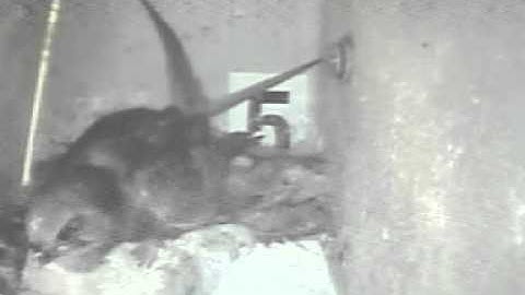 swifts 2014 - swift arrives with food but the chicks have feldged