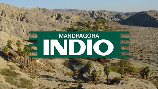 Video thumbnail of "Mandragora - Indio (Original Mix)"