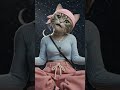 Cat Pink - Gitter Triger Part 2 #blackpink #cats#catvideos #kpop #ia