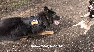 The dog with the cartoon face! by K9 boot camp, Andi Jackson 198 views 12 days ago 1 minute, 39 seconds