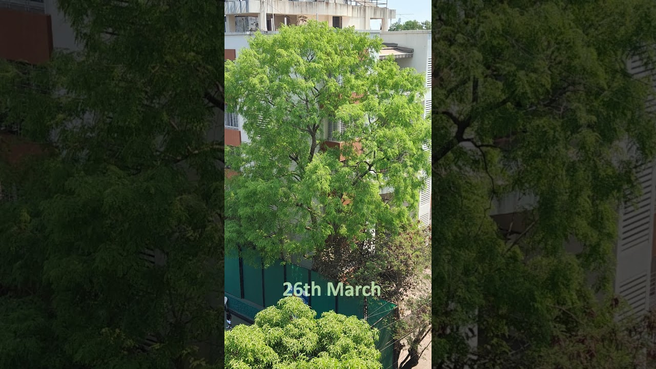 Transition of a Tree! Natural Beauty!